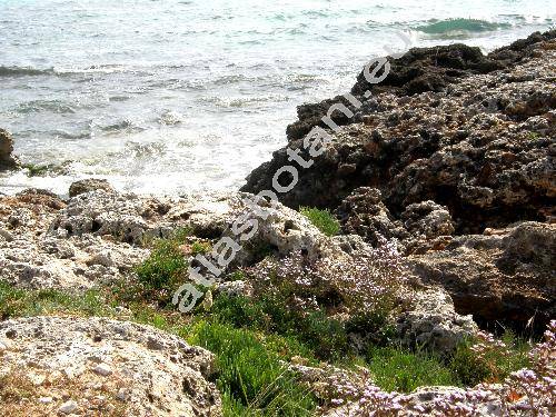 Limonium bellidifolium (Gouan) Dum. (Statice bellidifolia)