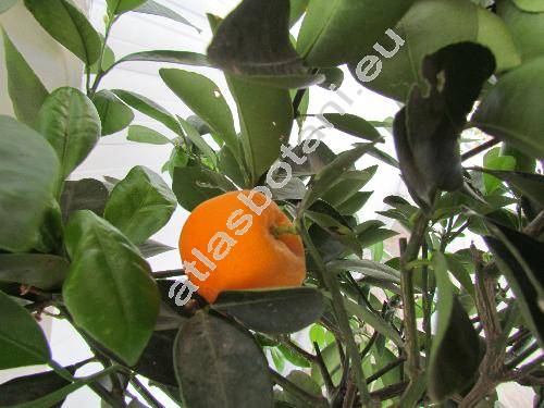 Fortunella japonica (Thunb.) Swingle