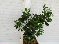 Fortunella japonica (Thunb.) Swingle
