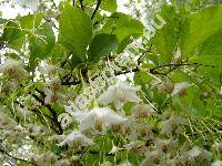 Styrax japonicus (Styrax japonicus L.)