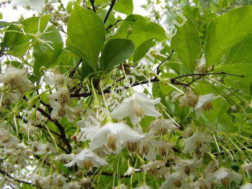 Styrax japonicus (Styrax japonicus L.)