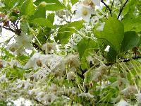 Styrax japonicus (Styrax japonicus L.)