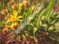 Dittrichia viscosa (L.) Greuter (Inula viscosa (L.) Aiton, Jacobaea)