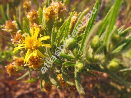 Dittrichia viscosa (L.) Greuter (Inula viscosa (L.) Aiton, Jacobaea)