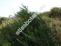 Dittrichia viscosa (L.) Greuter (Inula viscosa (L.) Aiton, Jacobaea)