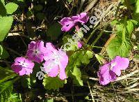 Primula sieboldii Morr.