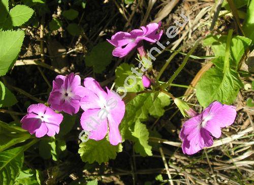 Primula sieboldii Morr.