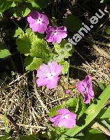 Primula sieboldii Morr.
