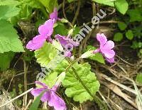 Primula sieboldii Morr.