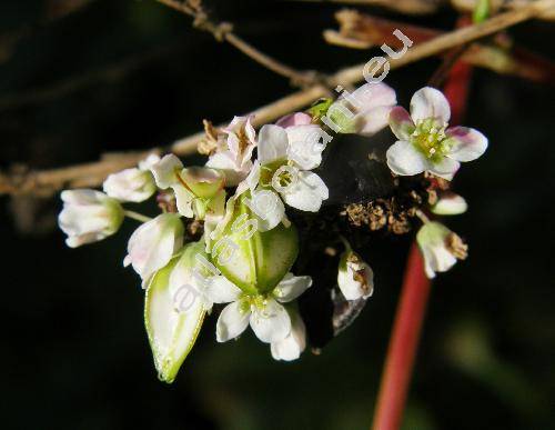 Fagopyrum esculentum Moench (Polygonum fagopyrum L., Fagopyrum vulgare Hill)