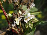 Fagopyrum esculentum Moench (Polygonum fagopyrum L., Fagopyrum vulgare Hill)