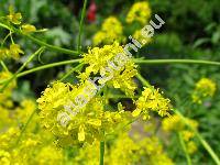 Isatis tinctoria L.