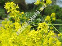 Isatis tinctoria L.