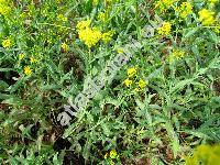 Isatis tinctoria L.