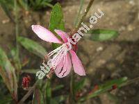 Gaura lindheimeri Engl. et Gray (Oentothera lindheimeri (Engelm. et Gray) Wagn. et Hoch)