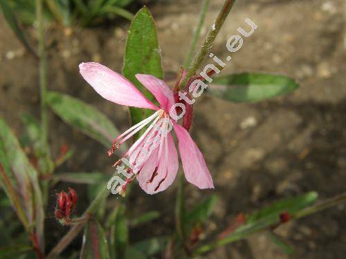 Gaura lindheimeri Engl. et Gray (Oentothera lindheimeri (Engelm. et Gray) Wagn. et Hoch)