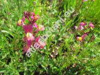 Linaria maroccana Hook. f. (Antirrhinum incarnatum, Linaria incarnatum)