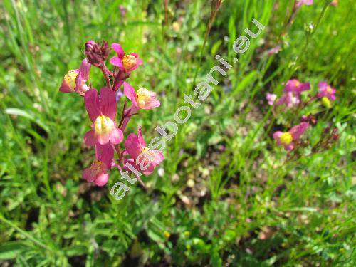 Linaria maroccana Hook. f. (Antirrhinum incarnatum, Linaria incarnatum)