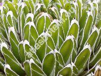 Agave victoriae-reginae Moore (Agave consideranti Carr.)