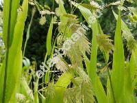 Chasmanthium latifolium (Michx.) Yat. (Uniola latifolia L.)