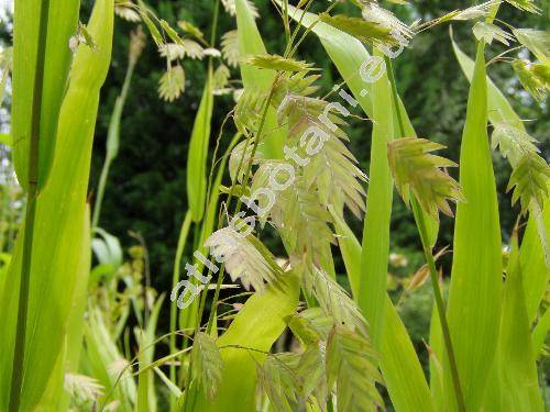 Chasmanthium latifolium (Michx.) Yat. (Uniola latifolia L.)