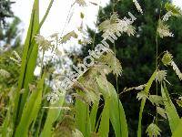 Chasmanthium latifolium (Michx.) Yat. (Uniola latifolia L.)