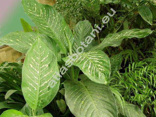 Dieffenbachia picta (Lodd.) Schott (Dieffenbachia amoena)