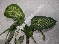 Dieffenbachia picta (Lodd.) Schott (Dieffenbachia amoena)