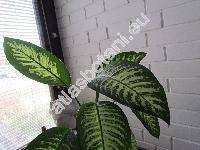 Dieffenbachia picta (Lodd.) Schott (Dieffenbachia amoena)