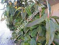 Ficus elastica Roxb.