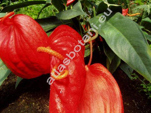 Anthurium scherzerianum Schott