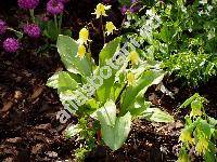 Erythronium 'Pagoda' (Erythronium hybridum 'Pagoda')