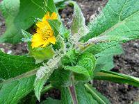 Polymnia sonchifolia (Polymnia edulis Wedd., Smallanthus sonchifolius)