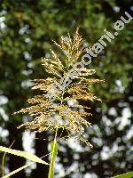 Phragmites australis (Cav.) Steud. (Phragmites communis Trin.)