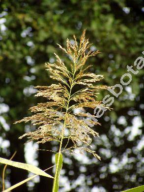 Phragmites australis (Cav.) Steud. (Phragmites communis Trin.)