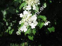 Viburnum opulus L. (Viburnum lobatum Lam., Opulus glandulosus Moench)