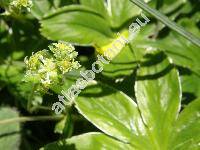 Alchemilla alpina L. (Alchemilla alpigena)