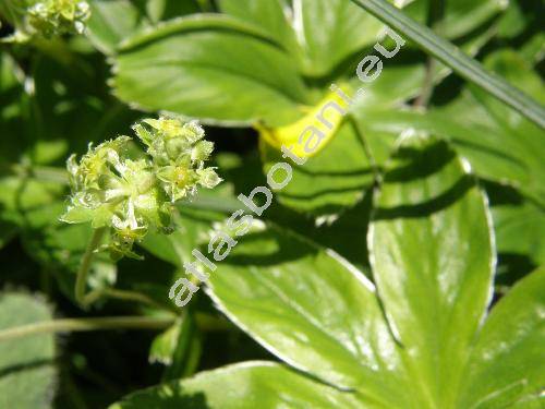 Alchemilla alpina L. (Alchemilla alpigena)