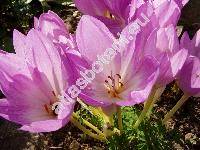 Colchicum x hybridum hort.