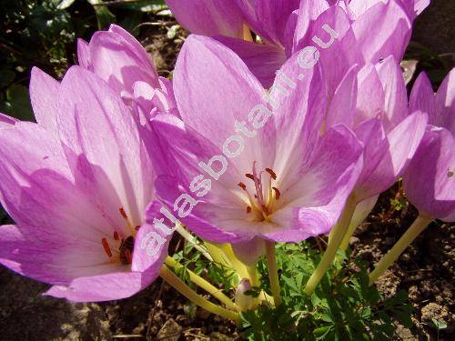 Colchicum x hybridum hort.