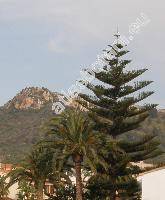 Araucaria heterophylla (Araucaria heterophylla (Salisb.) Franco, Araucaria excelsa (Lamb.) Br., Araucaria branches)