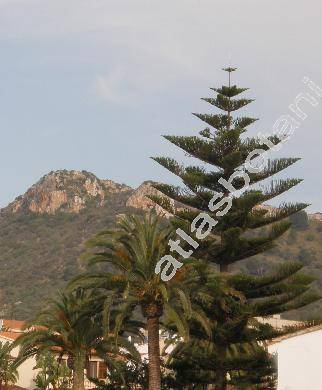 Araucaria heterophylla (Araucaria heterophylla (Salisb.) Franco, Araucaria excelsa (Lamb.) Br., Araucaria branches)