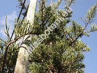 Araucaria heterophylla (Araucaria heterophylla (Salisb.) Franco, Araucaria excelsa (Lamb.) Br., Araucaria branches)