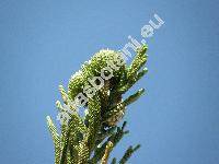 Araucaria heterophylla (Araucaria heterophylla (Salisb.) Franco, Araucaria excelsa (Lamb.) Br., Araucaria branches)