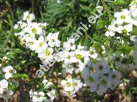 Hutchinsia alpina (L.) Br. (Hutchinsia brevicaulis Hoppe, Pritzelago alpina (L.) O. Kuntze, Lepidium alpinum)