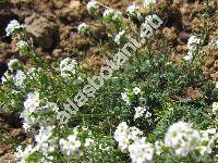 Hutchinsia alpina (L.) Br. (Hutchinsia brevicaulis Hoppe, Pritzelago alpina (L.) O. Kuntze, Lepidium alpinum)