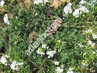 Hutchinsia alpina (L.) Br. (Hutchinsia brevicaulis Hoppe, Pritzelago alpina (L.) O. Kuntze, Lepidium alpinum)