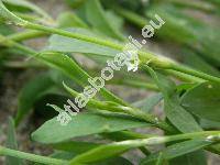 Polygonum aviculare L. (Polygonum aviculare subsp. aviculare, Polygonum aviculare agg.)