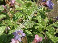 Pulmonaria officinalis L.