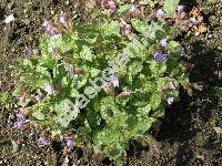 Pulmonaria officinalis L.